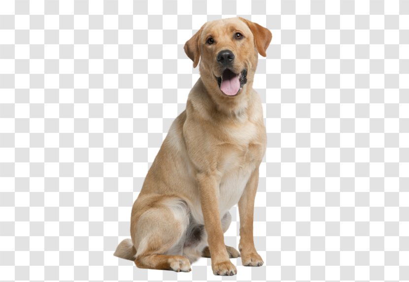 Labrador Retriever Golden Newfoundland Dog Breed Transparent PNG