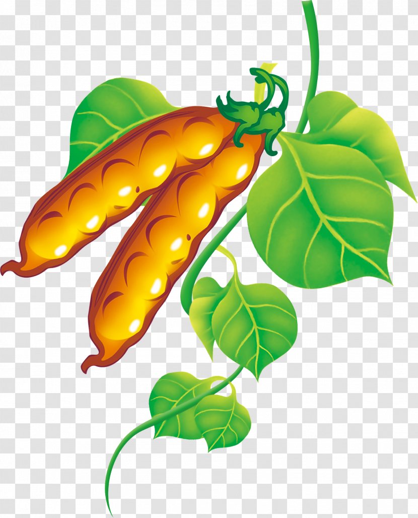Pea Fruit Vegetable Food - Natural Foods - Peas Element Transparent PNG