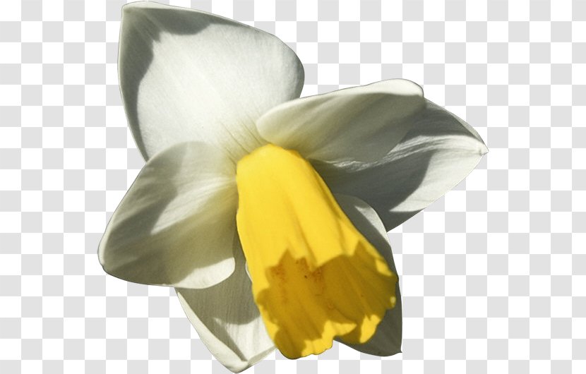 Daffodil Animation Flower - Narcissus Transparent PNG