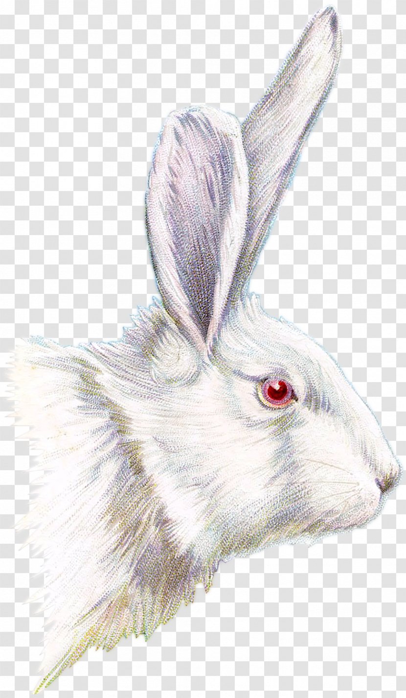 Easter Bunny Drawing Clip Art - Watercolor - Bunnies Transparent PNG