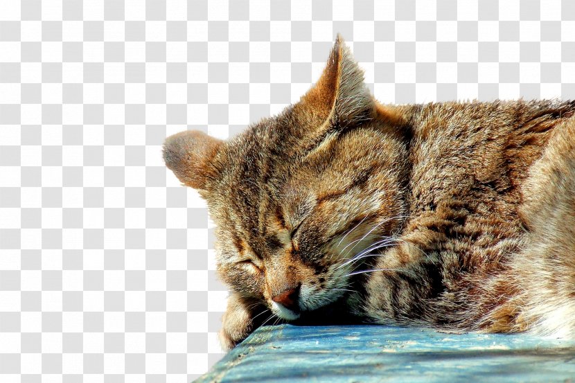 Tabby Cat Kitten Sleep Felidae - Stock Photography Transparent PNG