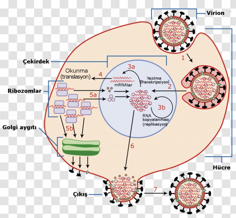 Viral Replication RNA Virus Host Entry - Silhouette - Heart Transparent PNG