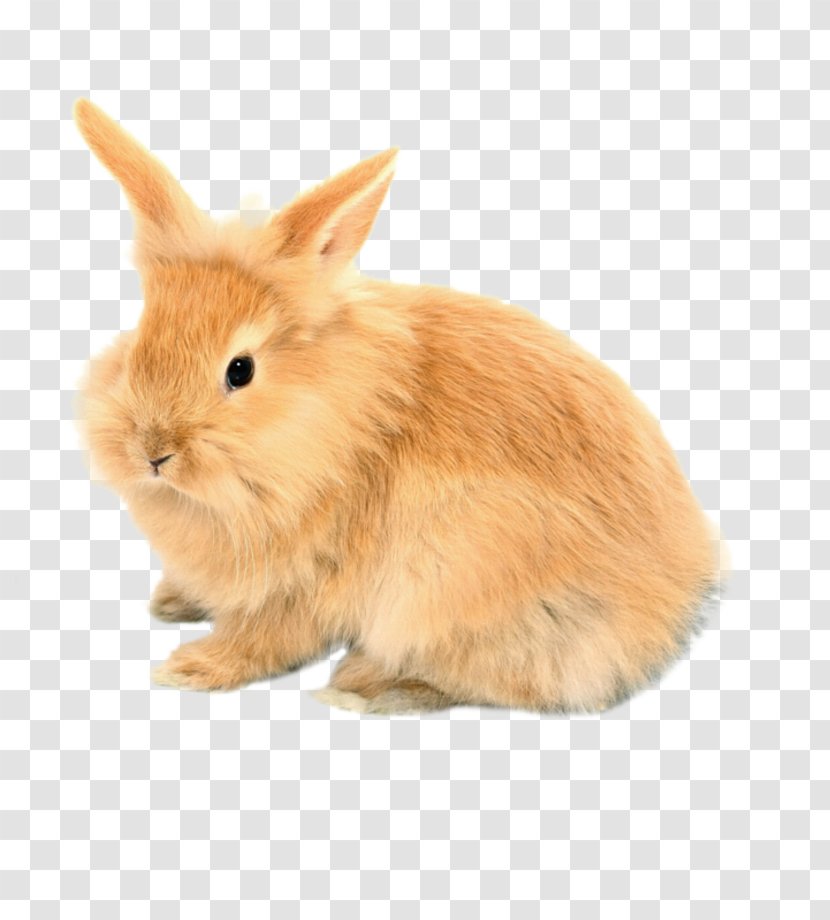 Domestic Rabbit Easter Bunny Hare - Mammal - Pink Background Transparent PNG