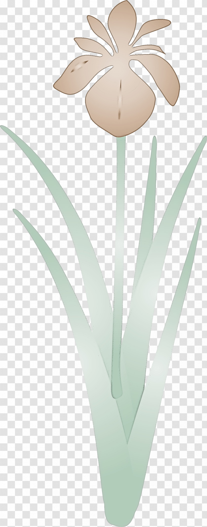 Iris Flower Spring Flower Transparent PNG