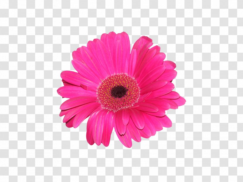 Transvaal Daisy Family Cut Flowers Clip Art - Floristry - Gerbera Transparent PNG
