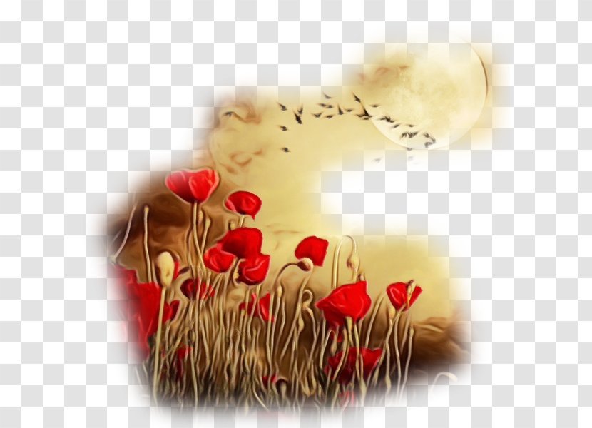 Red Love Coquelicot Plant Flower - Petal - Heart Transparent PNG