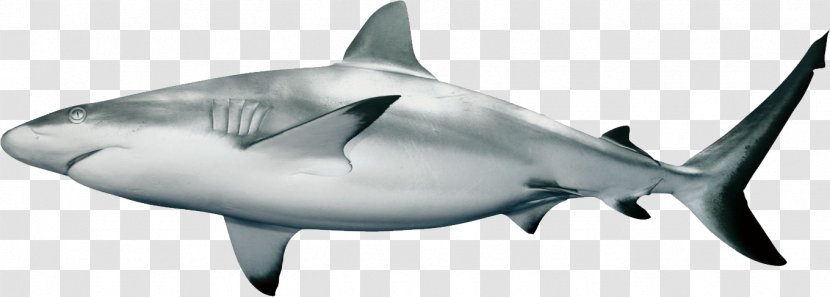 Caribbean Reef Shark Carcharhinus Amblyrhynchos Clip Art - Cartilaginous Fish Transparent PNG