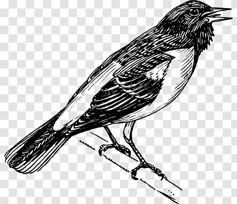 Bird Line Art Clip - Songbird Transparent PNG