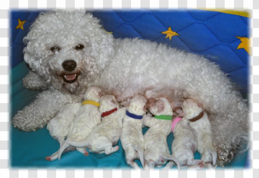 Miniature Poodle Toy Maltese Dog Bichon Frise Standard - Puppy Transparent PNG
