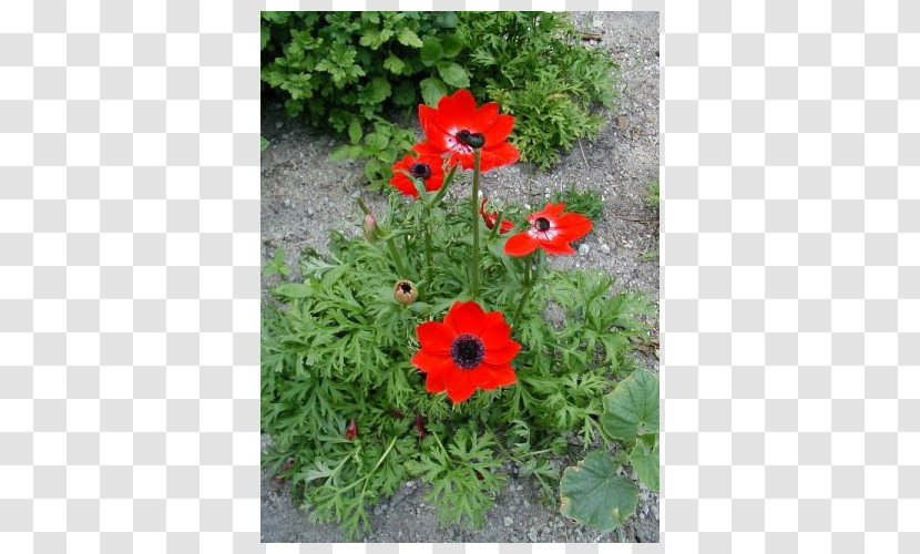 Poppy Anemone Bulb Japanese Plants - Groundcover Transparent PNG