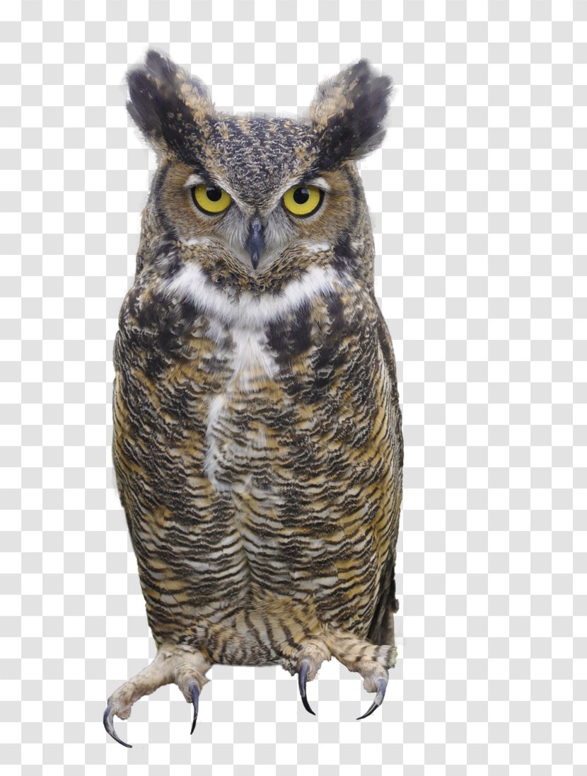 Great Horned Owl Eurasian Eagle-owl - Bird Transparent PNG