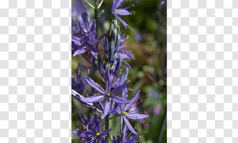 English Lavender Camas Bellflower Hyssopus Violet - Family Transparent PNG