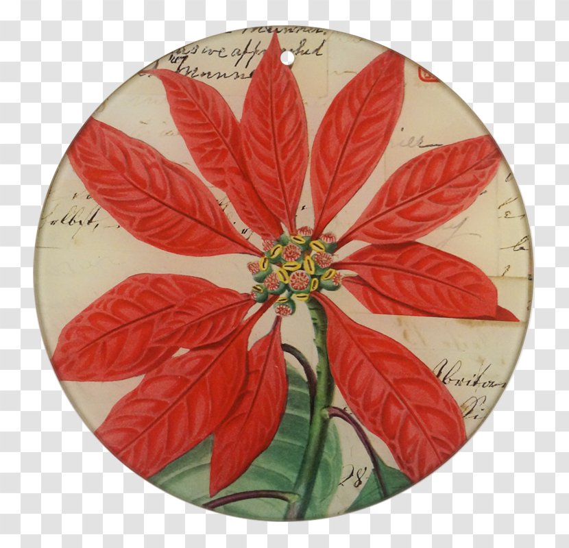 Christmas Poinsettia - Wildflower - Petal Transparent PNG