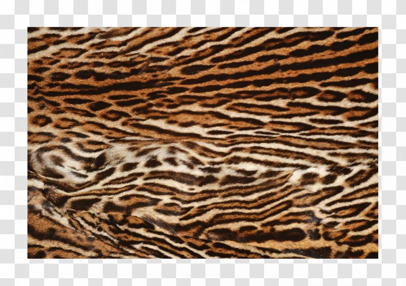 Siberian Tiger Icon - Fur Transparent PNG