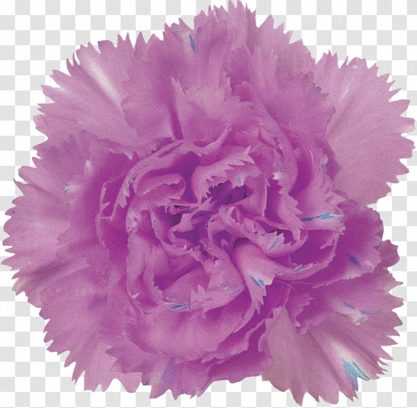 Purple Carnation Flower Pink Lilac - Red - CARNATION Transparent PNG