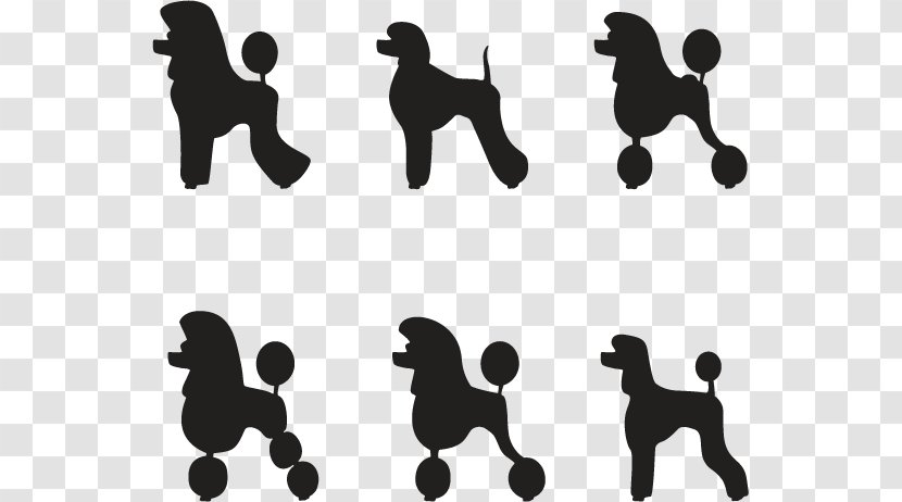 Miniature Poodle Standard Puppy Transparent PNG