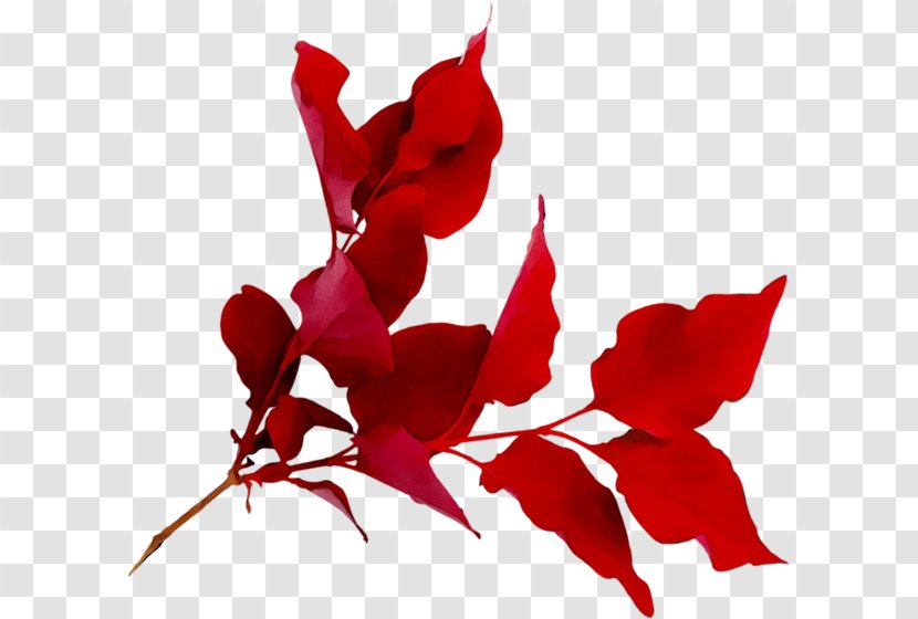 Flower Garden Roses Clip Art Floral Design - Carmine - Red Transparent PNG