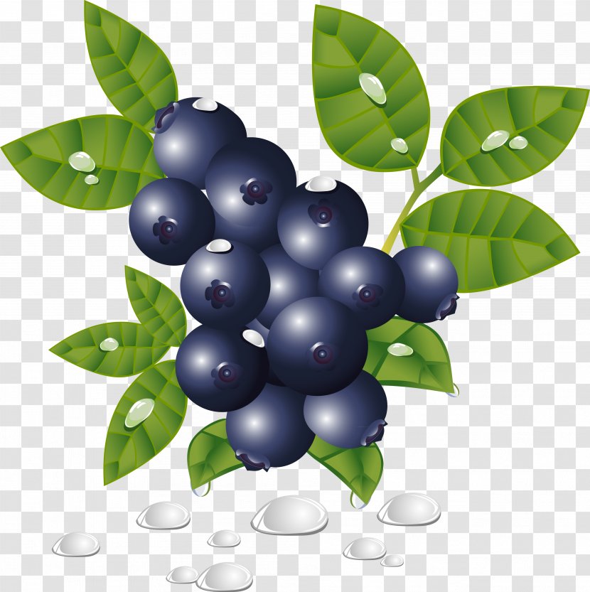 Grapefruit Blueberry Clip Art - Tree Transparent PNG