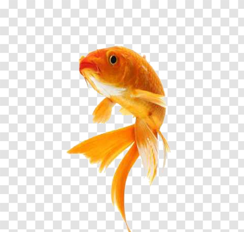 Butterfly Koi Comet Showa Stock Photography - Pet - Fish Transparent PNG
