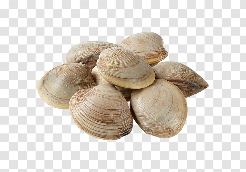 Cockle Mussel Clam Oyster Veneroida - Scallop Transparent PNG