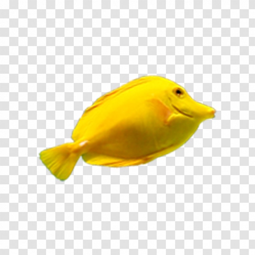 Deep Sea Fish Yellow - Organism Transparent PNG