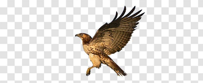 Eagle Red-tailed Hawk Bird Of Prey - Bald Transparent PNG