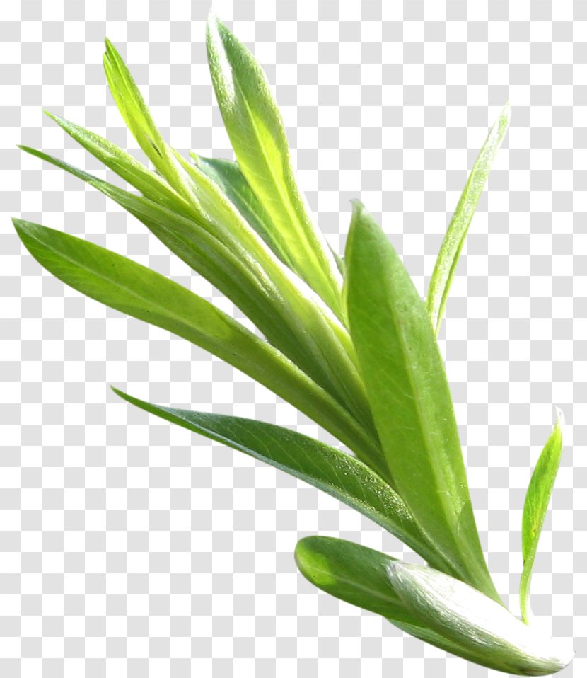 Leaf Green Plant Stem - Leaves Transparent PNG