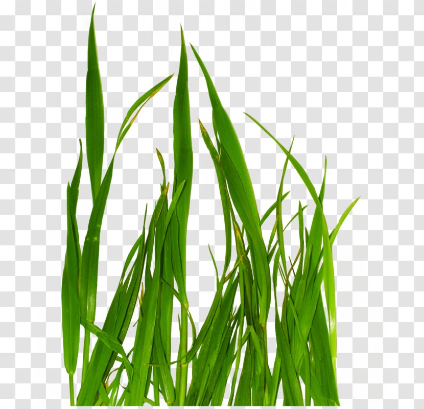 Grass - Sweet - A Bunch Of Green Transparent PNG
