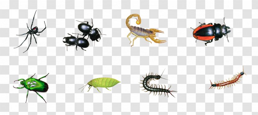 Fly Insect Clip Art - Invertebrate Transparent PNG