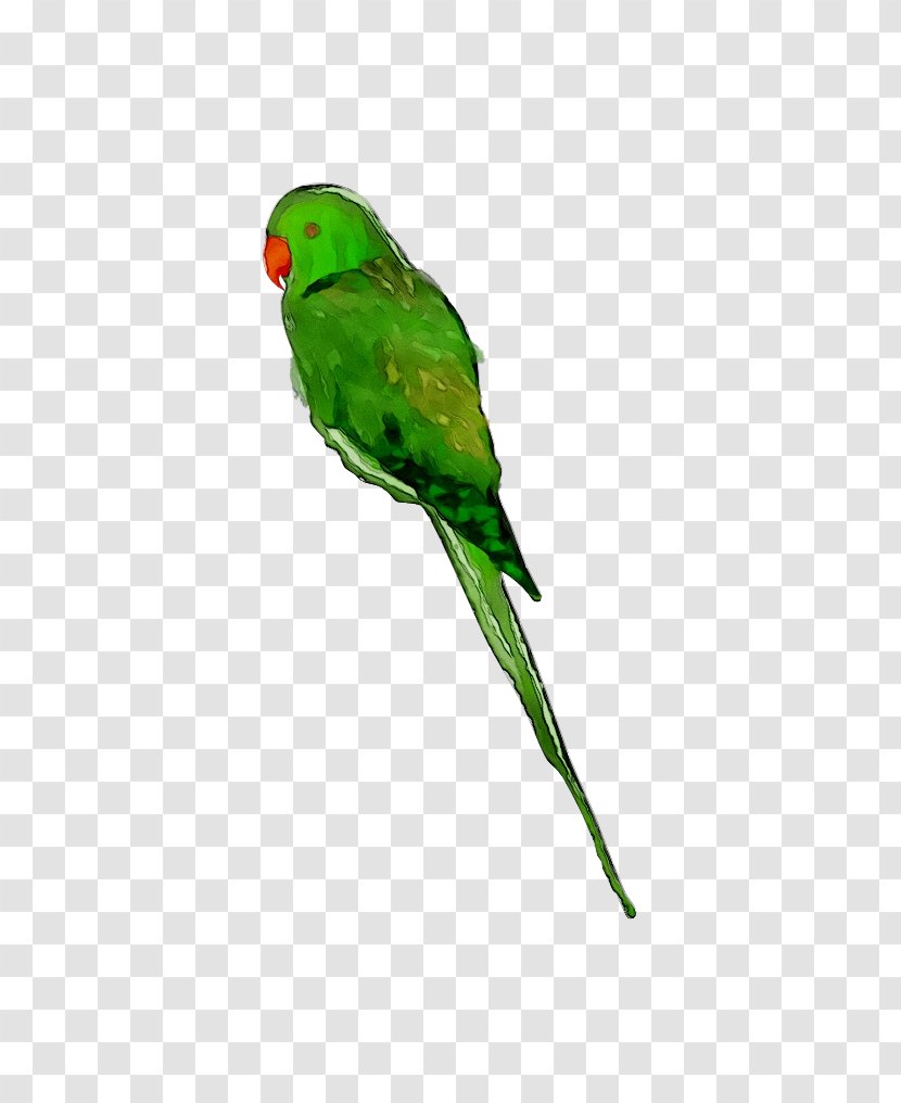Lovebird Macaw Parakeet Loriini Feather - Wing - Perico Transparent PNG
