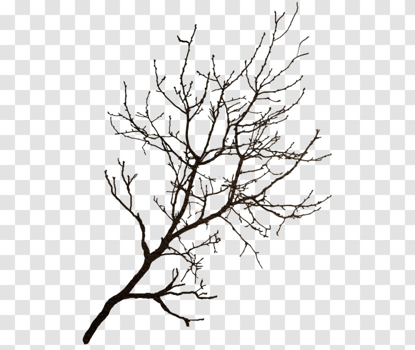 Branch Tree Winter Clip Art - Leaf Transparent PNG