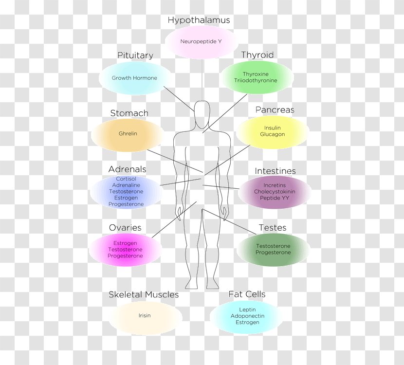 Shoulder Diagram - Frame - Weight Loss Transparent PNG