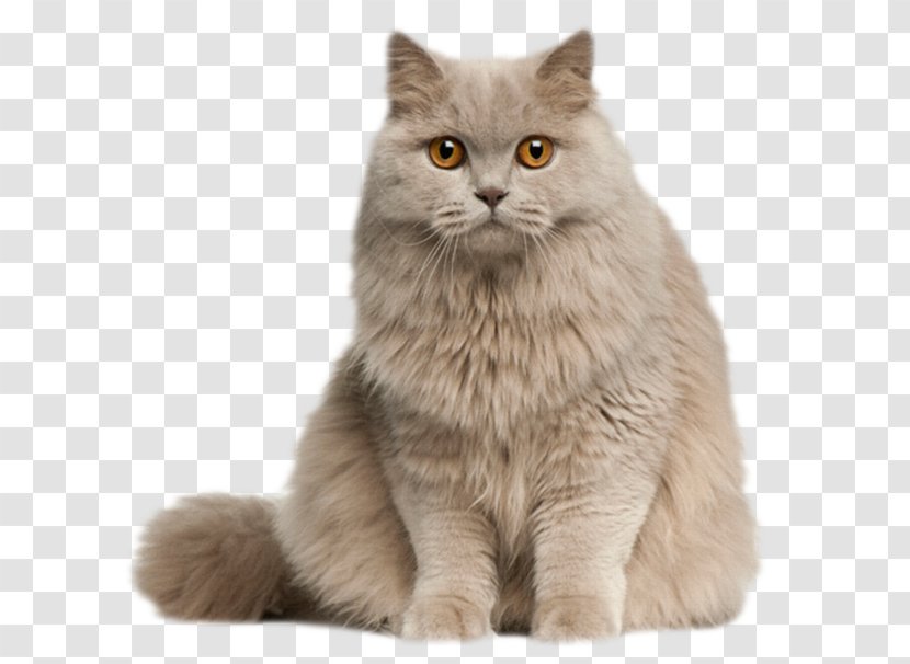 British Longhair Persian Cat Shorthair Semi-longhair Maine Coon - Stock Photography - Kitten Transparent PNG