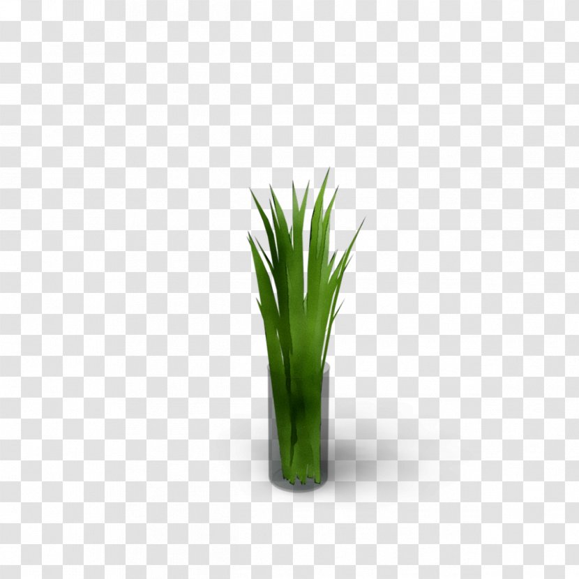 Welsh Onion Grasses Plant Stem Plants Onions - Flowering - Vegetable Transparent PNG