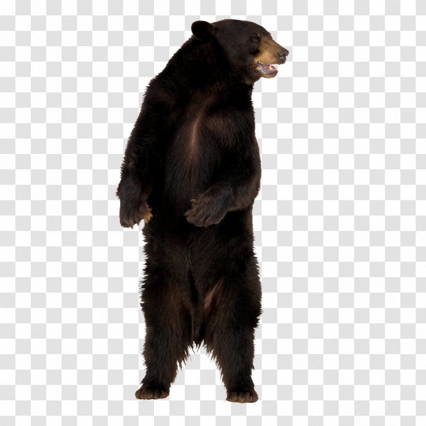 Brown Bear American Black Transparent PNG