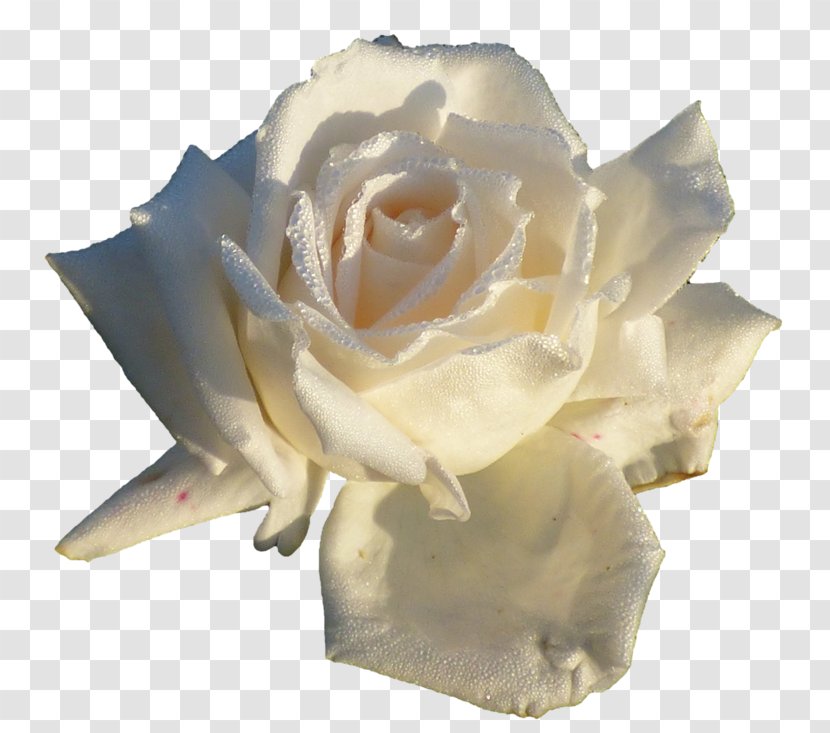 Garden Roses Flower Petal Clip Art - Liveinternet Transparent PNG