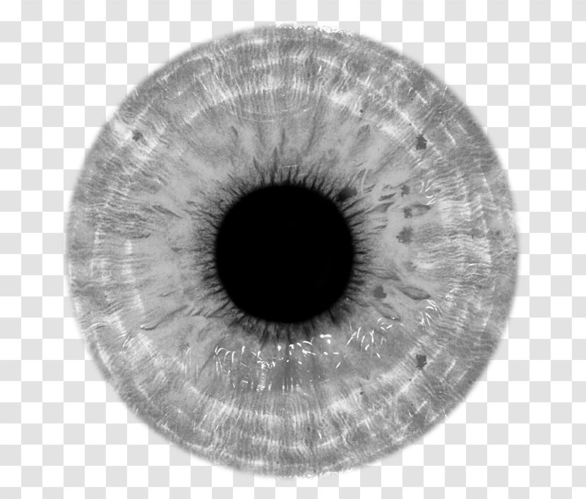 Human Eye Contact Lenses Iris - Tree Transparent PNG