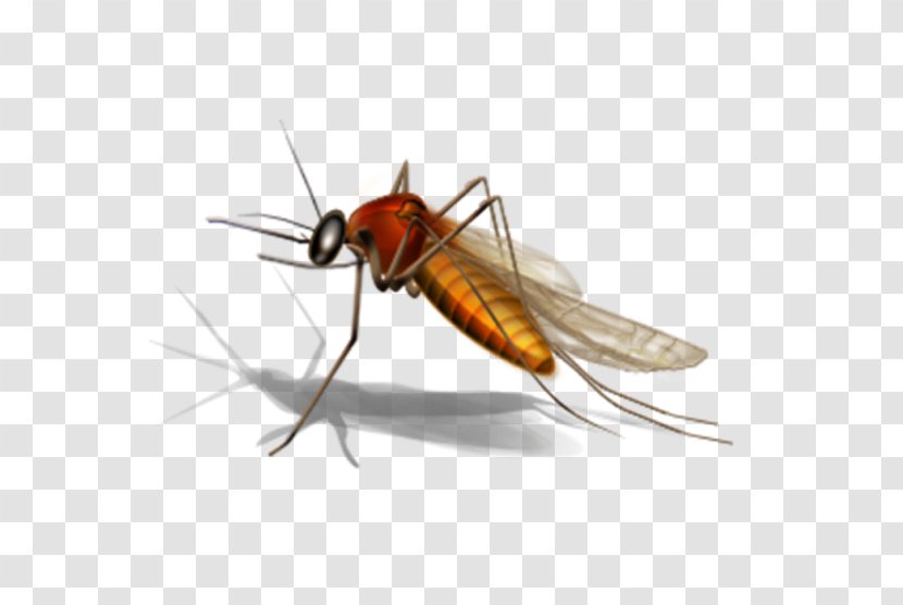 Mosquito Control West Nile Virus Microsoft Office Website Clip Art - Organism Transparent PNG