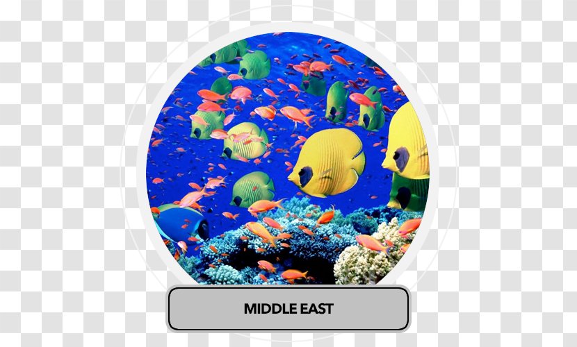 Red Sea Ocean Deep Earth - Middle East Transparent PNG