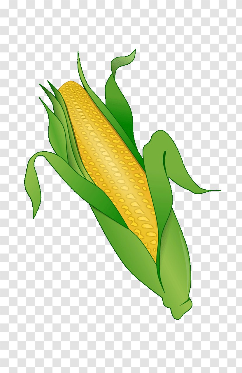 Corn On The Cob Maize Vegetable Sweet Clip Art - Field Transparent PNG