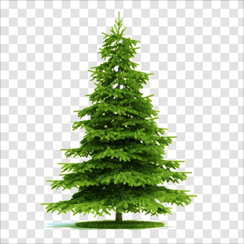 Blue Spruce Picea Asperata Norway Tree Plant - Christmas Transparent PNG