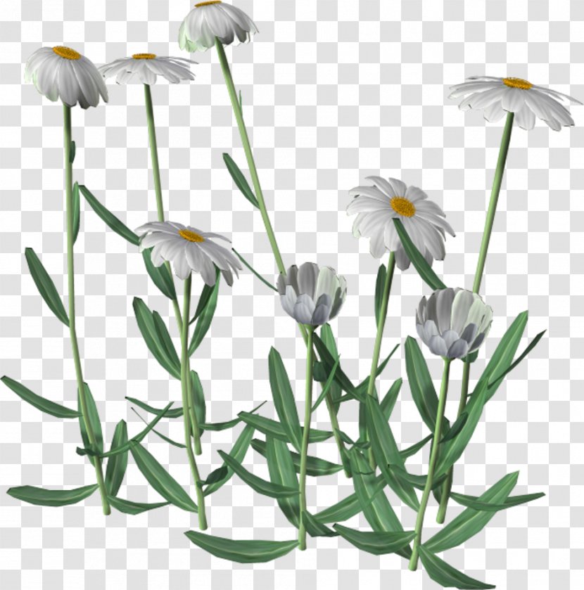 Flower Watercolor Painting Art Clip - Oxeye Daisy - Camomile Transparent PNG