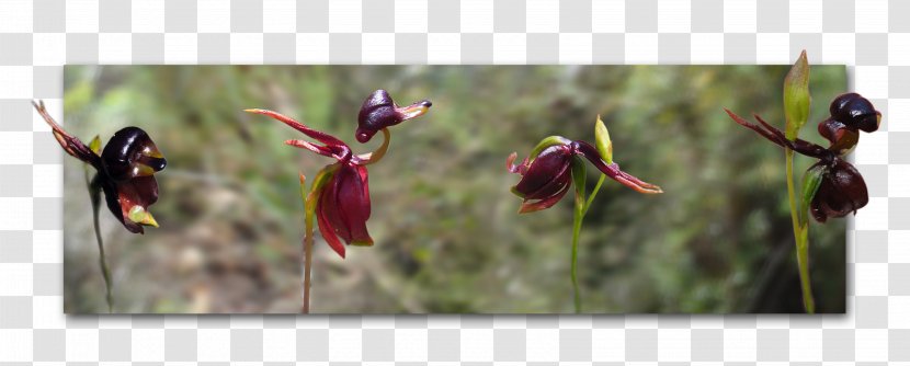 Large Duck Orchid Caleana Australian Orchids Bird - Bees Face Transparent PNG
