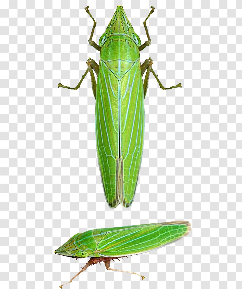 Grasshopper Insect Locust Caelifera Draeculacephala Angulifera - Invertebrate - Green Transparent PNG