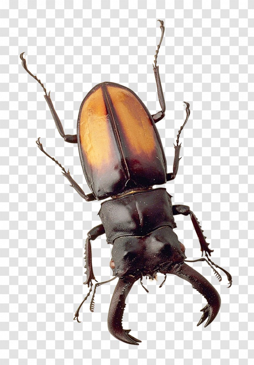 Japanese Rhinoceros Beetle Insect - Stag Transparent PNG