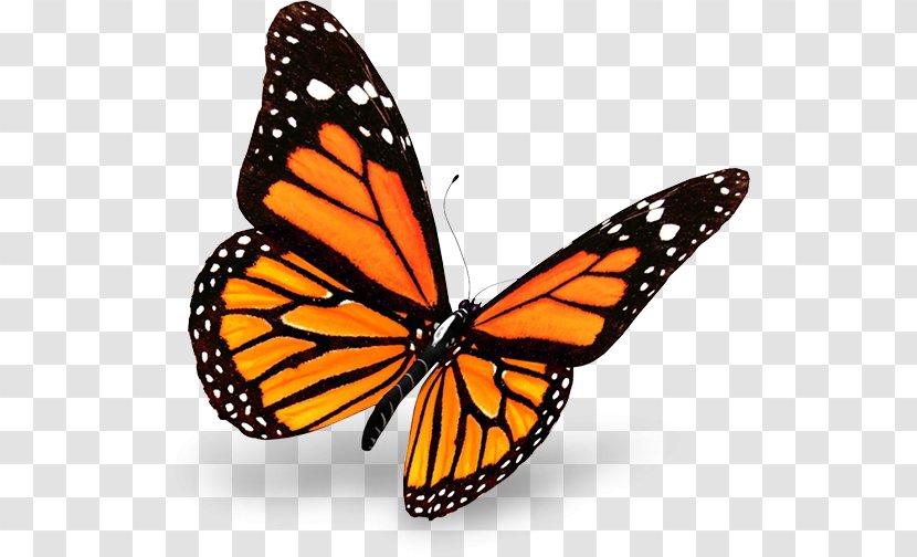 The Monarch Butterfly Insect - Danaus Genutia Transparent PNG