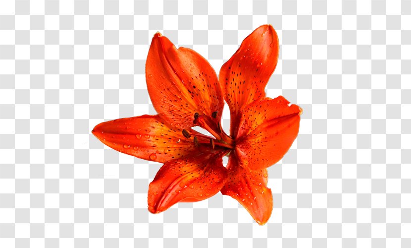 Birthday Cake Cousin Happy To You Wish - Orange Lilies Transparent PNG