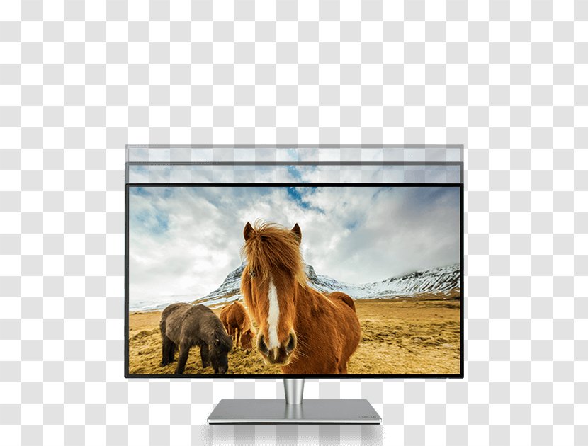 Hotel SRGB Computer Monitors Gray Line Iceland Þjóðhátíð - Mustang Horse Transparent PNG