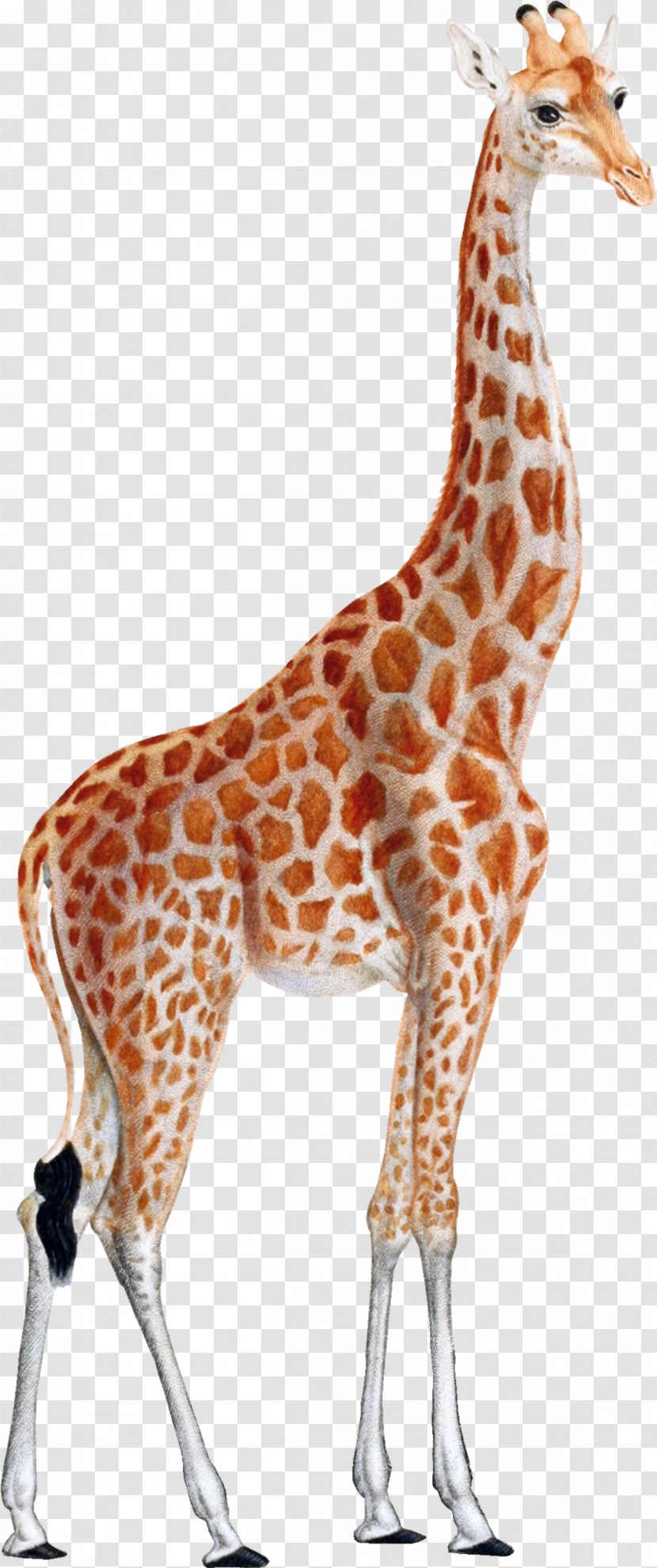 Giraffe Cartoon - Giraffidae - Tail Neck Transparent PNG