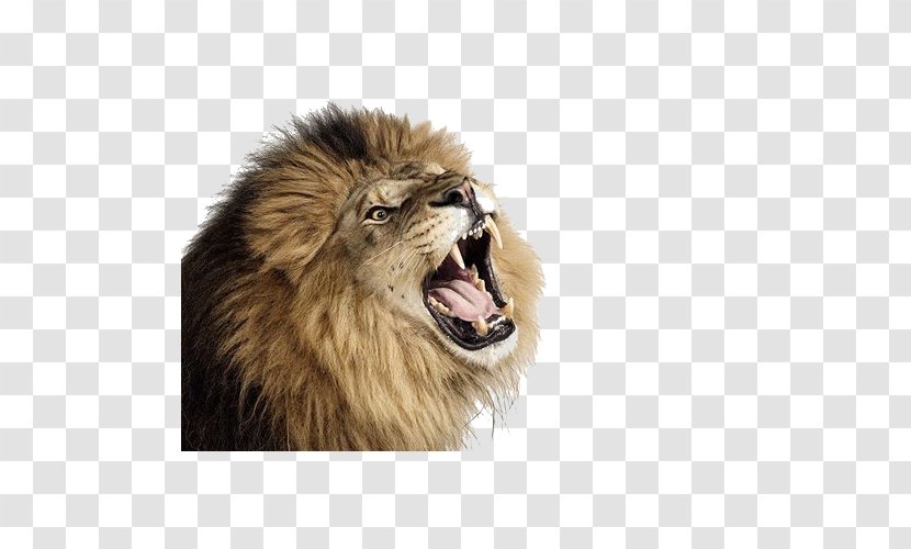 Lion Cougar Cat - Roaring Transparent PNG